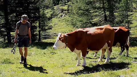 Wanderer auf der Alm