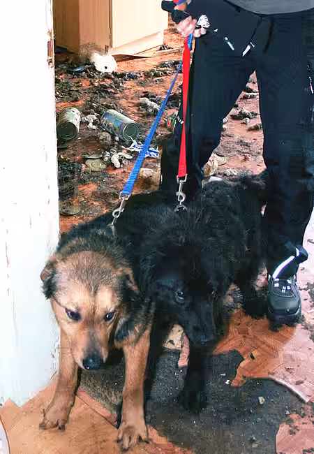 Diese Hunde wurden im Dreck zurückgelassen