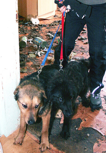Diese Hunde wurden im Dreck einfach zurückgelassen. Diese Hunde wurden im Dreck zurückgelassen
