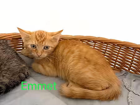 Kitten Emment