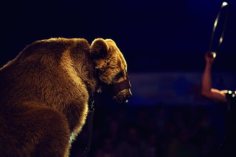 Gezähmter Bär in einem Zirkus