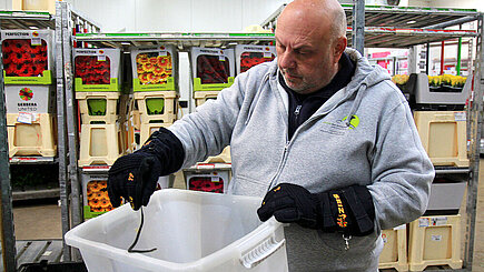 Schlangenfund im Blumenhandel