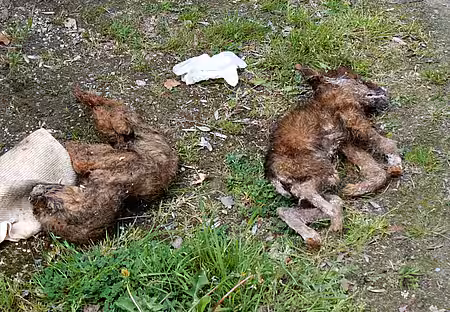 Hundewelpen verhungert und verdurstet.