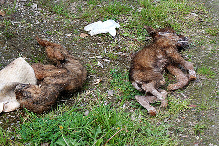 Die beiden Hundewelpen sind grausam verhungert und verdurstet. Hundewelpen verhungert und verdurstet.