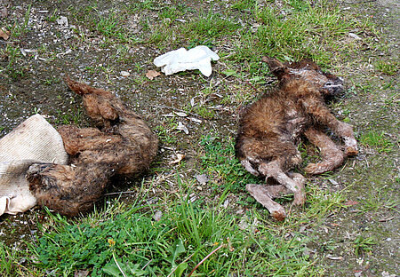 Die beiden Hundewelpen sind grausam verhungert und verdurstet. Hundewelpen verhungert und verdurstet.