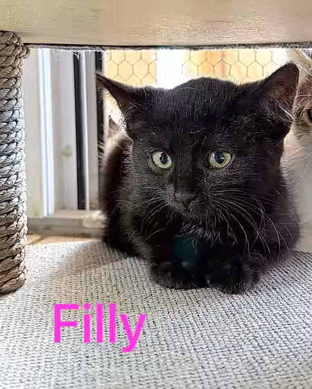 Kitten Filly