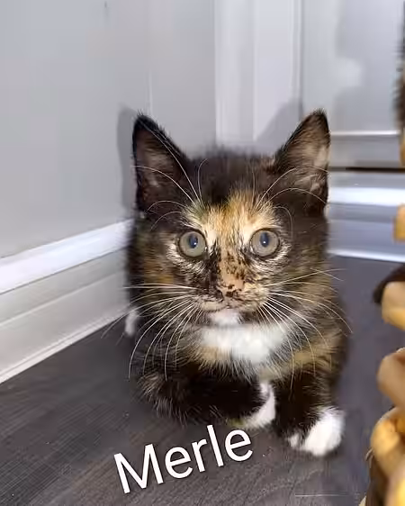 Kitten Merle