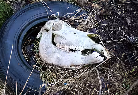 Schädel eines toten Tieres auf dem Gelände. Schädel eines toten Tieres.