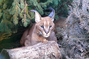 Wüstenluchs in der aktion tier Wildtierstation Sachsenhagen