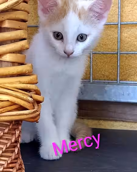 Kitten Mercy