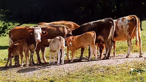 Herde mit Jungtieren