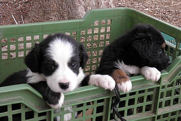  Privat gezüchtete Hunde auf einem Markt.