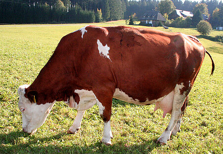 Milchkuh
