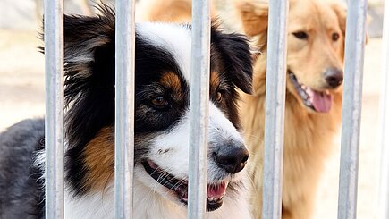 Hunde im Tierheim