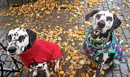 Die Dalmatiner hatten alle Glück und wurden gut vermittelt.