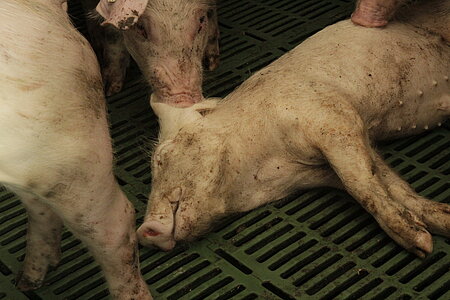 Ist ein Tier verletzt, müsste eigentlich der Tierarzt gerufen werden.