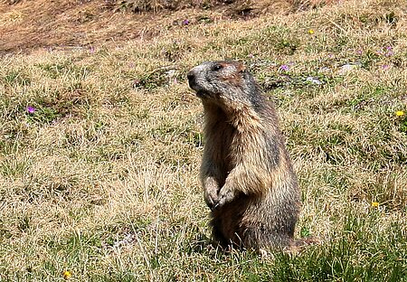 Alpenmurmeltier (Marmota marmota)