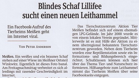 11. Juli 2020 | Sächsische Zeitung Meissen | "Blindes Schaf Lillifee sucht einen neuen Leithammel"