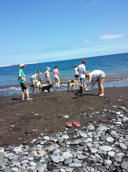 Strandspaziergang mit Tierheimhunden