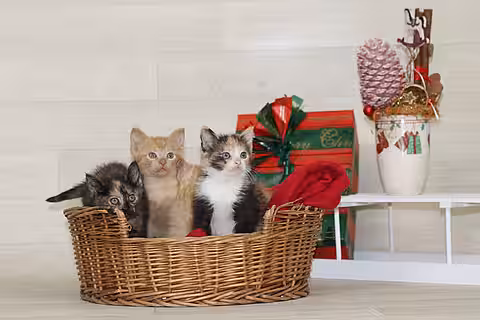 Kitten beim Fototermin Kitten beim Fototermin