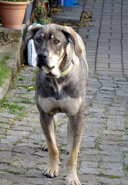 Cowu ist ein prächtiger Bursche geworden. Cowu ist ein prächtiger Bursche geworden.