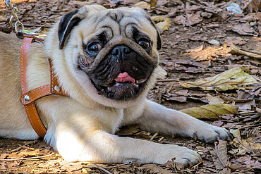 Mops 