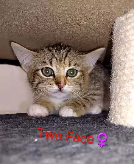 Kitten Two Face