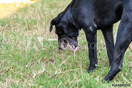 Wenn der Hund erbricht, sollte der Hundehalter stets aufmerksam sein.