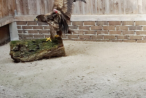 Der Seeadler in der Wildtierstation 