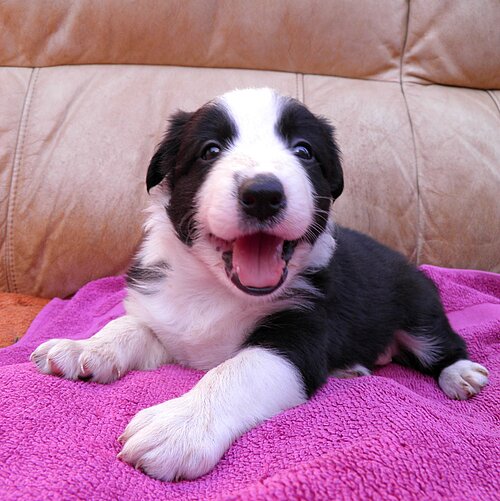 Ein Welpe wie dieser Australian Shepard ist immer niedlich, macht aber viel Arbeit, kostet viel Zeit und wird auch groß.