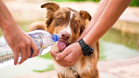 Gerade an heißen Tagen sollte für Tiere Wasser immer griffbereit sein. Gerade an heißen Tagen sollte für Tiere Wasser immer griffbereit sein.