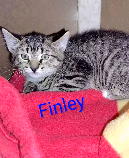 Kitten Finley