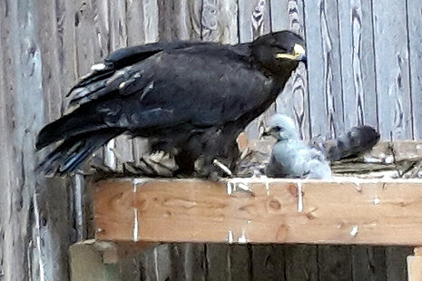 Steppenadler mit adoptiertem Mäusebussard