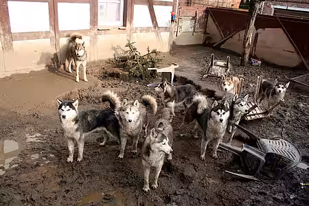 Leben unter schlimmsten Bedingungen. Huskys kurz vor ihrer Beschlagnahmung.