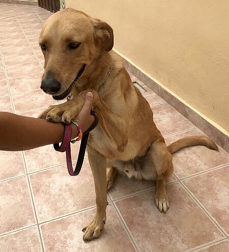 Hund im Tierheim Acción del Sol auf Teneriffa, Spanien