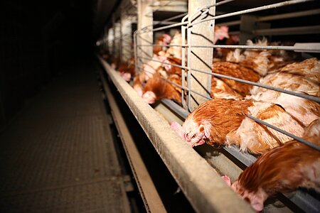 Noch immer werden Hühner im Käfig gehalten