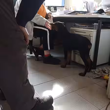 Kenzo hielt alle Mitarbeiter im Tierheim ganz schön auf Trab.