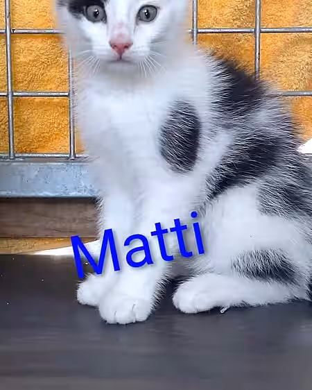 Kitten Matti