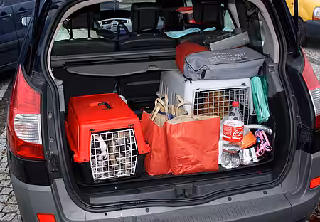 Illegalere Welpenhandel. 