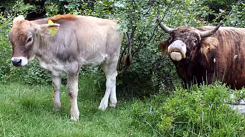 Diese Kuh zeigt deutlich, dass man ihrem Kälbchen nicht zu nahe kommen soll