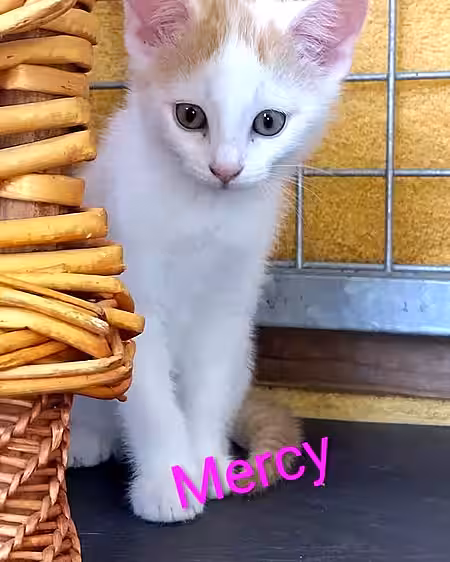 Kitten Maddy