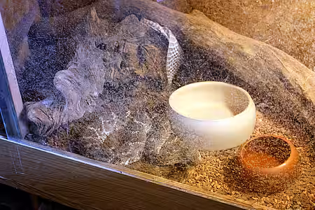 Texas Klapperschlange Texas Klapperschlange