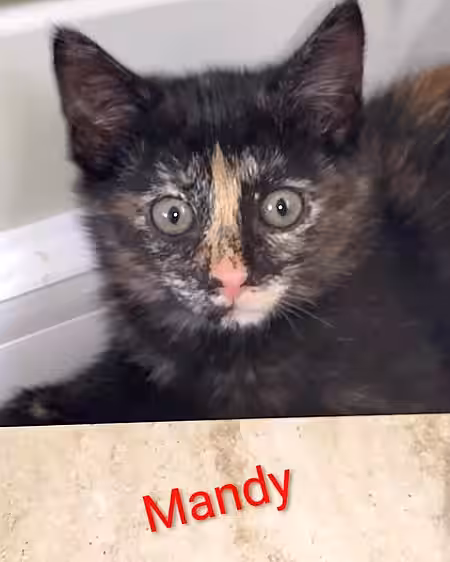 Kitten Mandy
