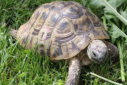 Schildkröte Fred