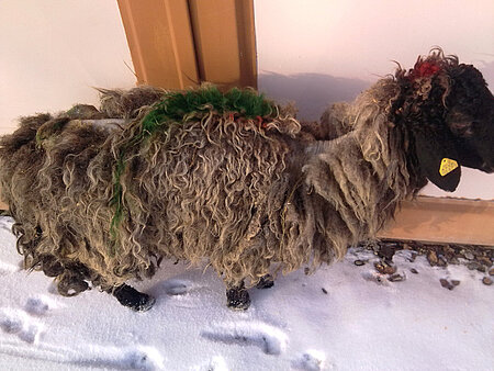 Abgemagertes Schaf.