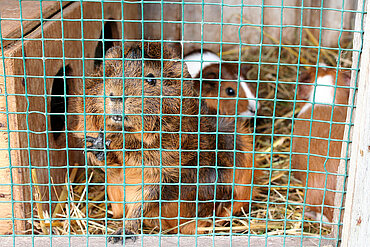 Meerschweinchen in einem viel zu kleinen Käfig