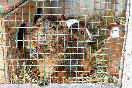 Meerschweinchen in einem viel zu kleinen Käfig