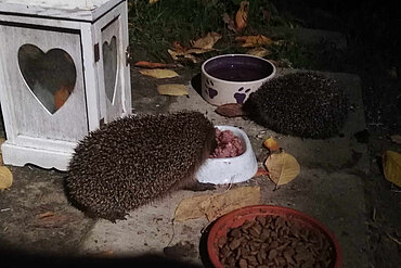 Igel an der Futterstelle.