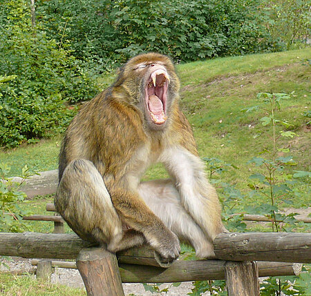 Berberaffe.