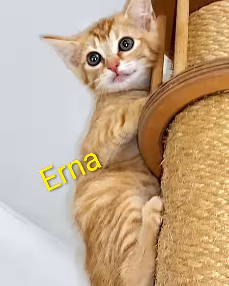 Kitten Erna
